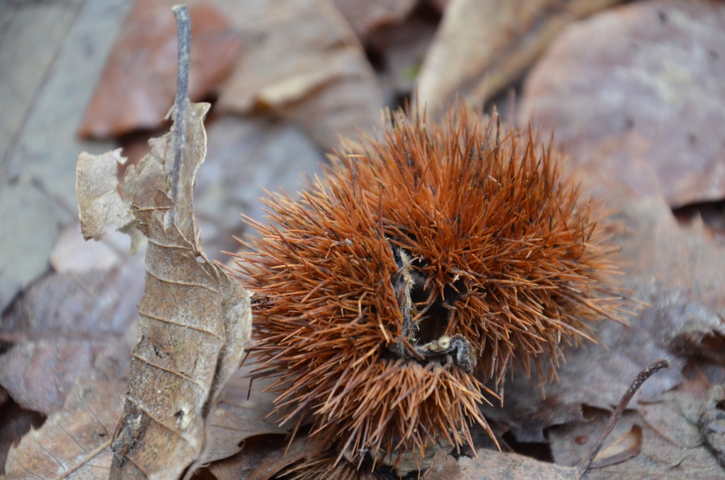 2016-12 France/Rumilly/DSC_0025.JPG